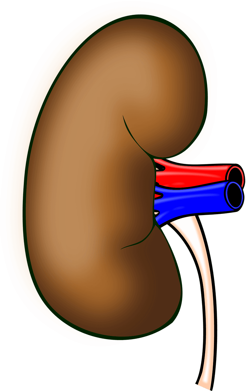 Insuffisance rénale : comment la prévenir ?